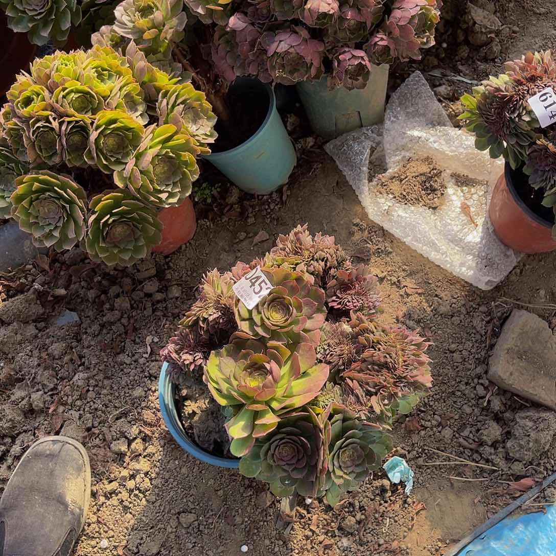 万圣节法师多肉1-6