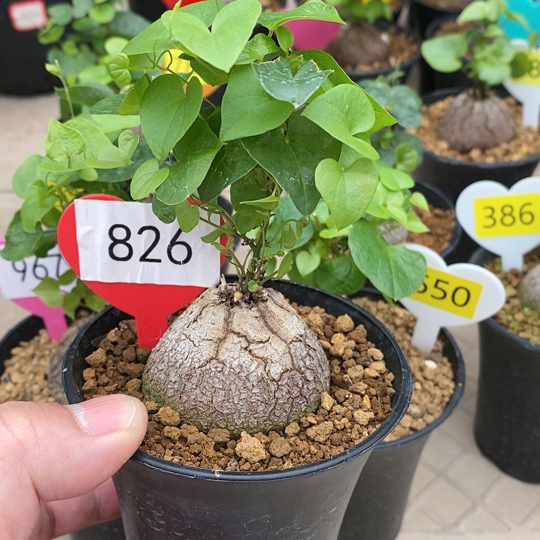 南非龟甲龙龟甲龙