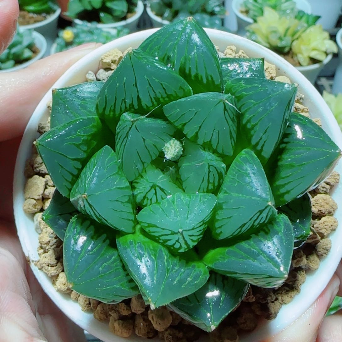 胖娃娃玉露多肉植物 