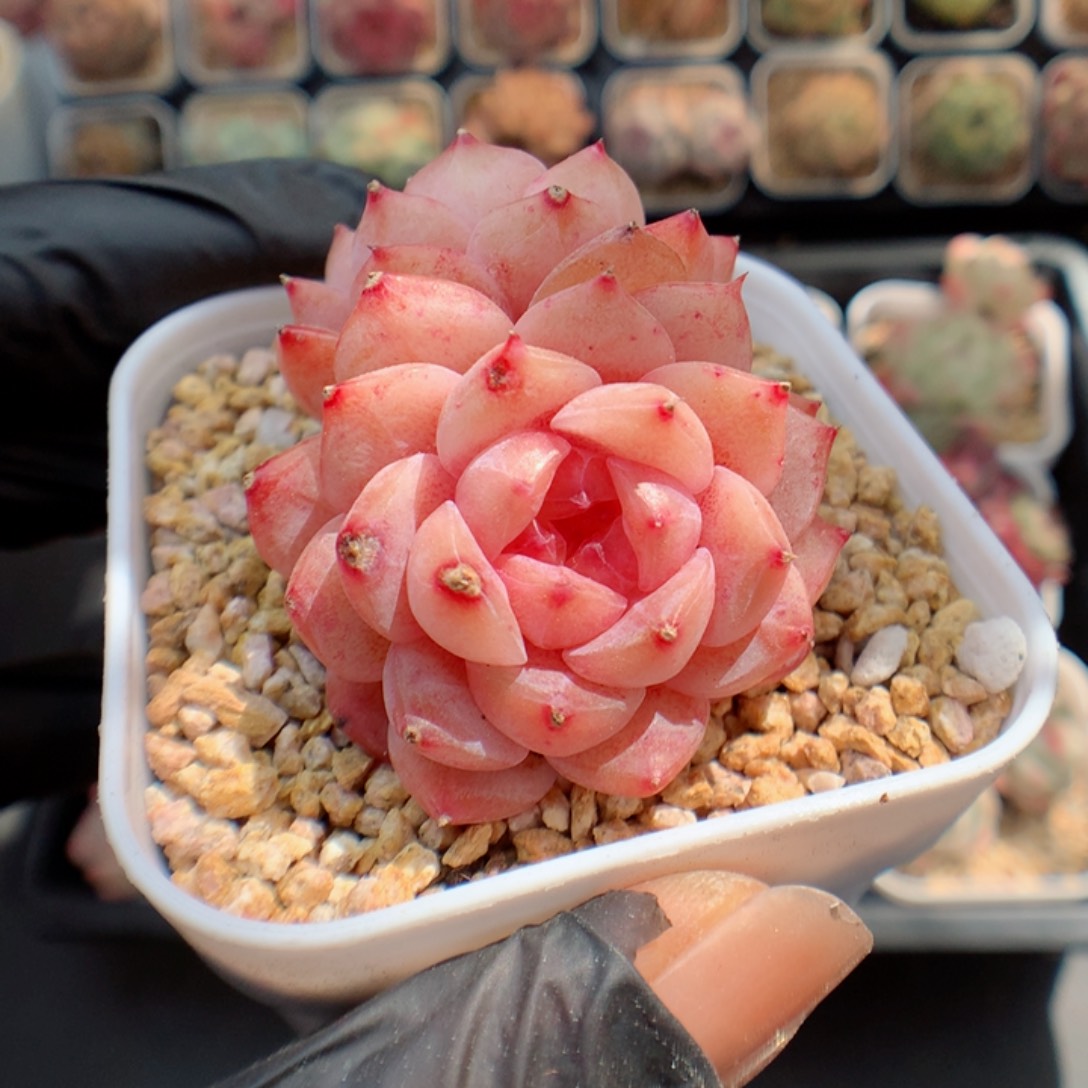 多肉植物。 糖心38