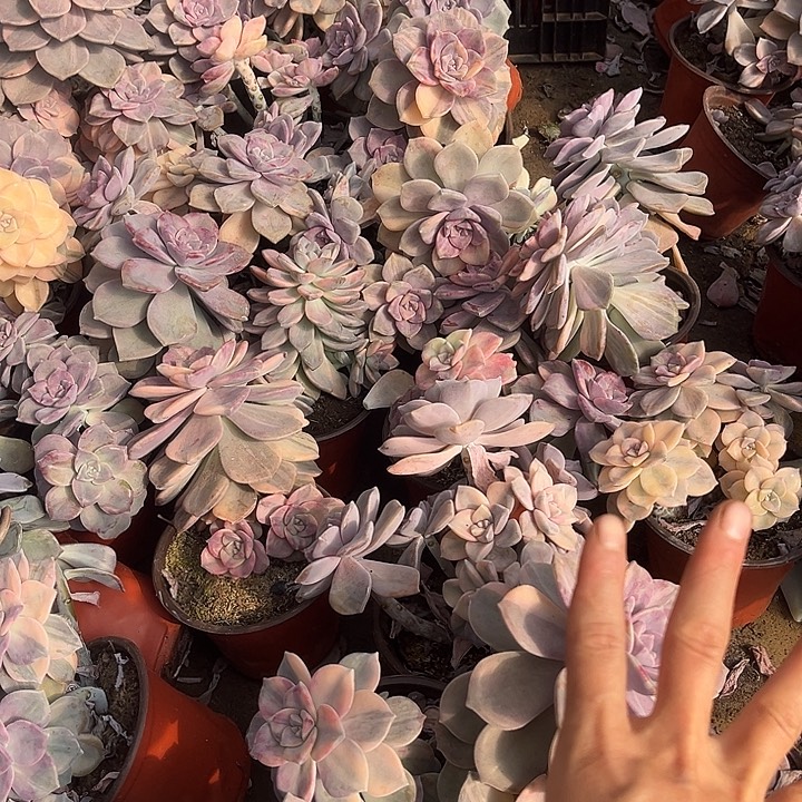 紫乐3头景9.99多肉植物必须凑单