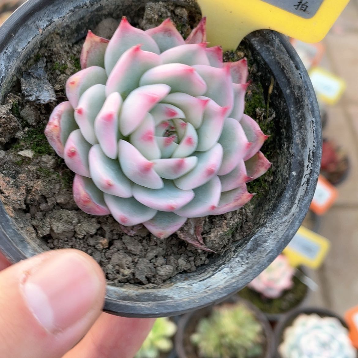 【闪购商品】1217号