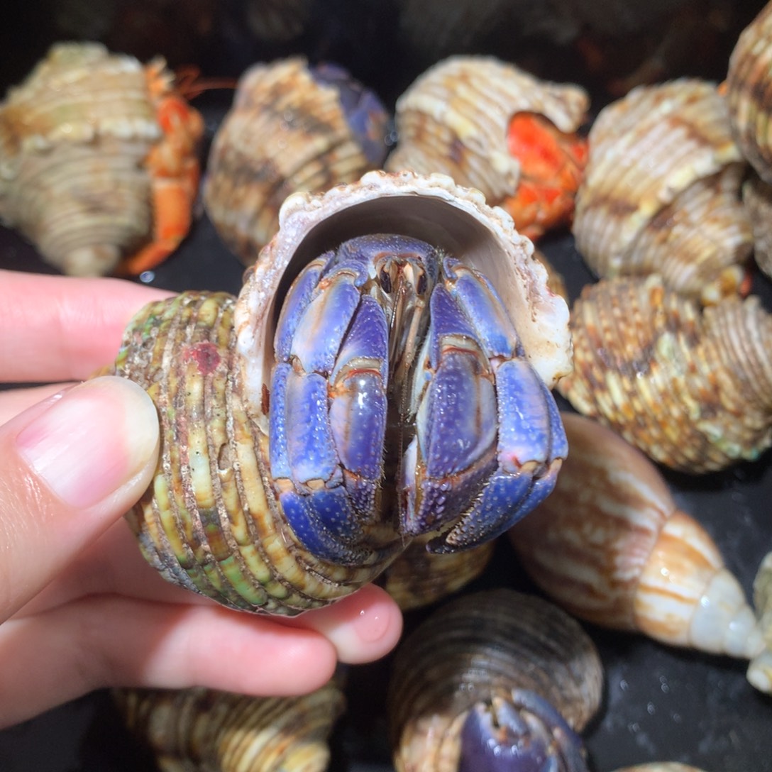 2.7蓝紫白带点粉不退不换