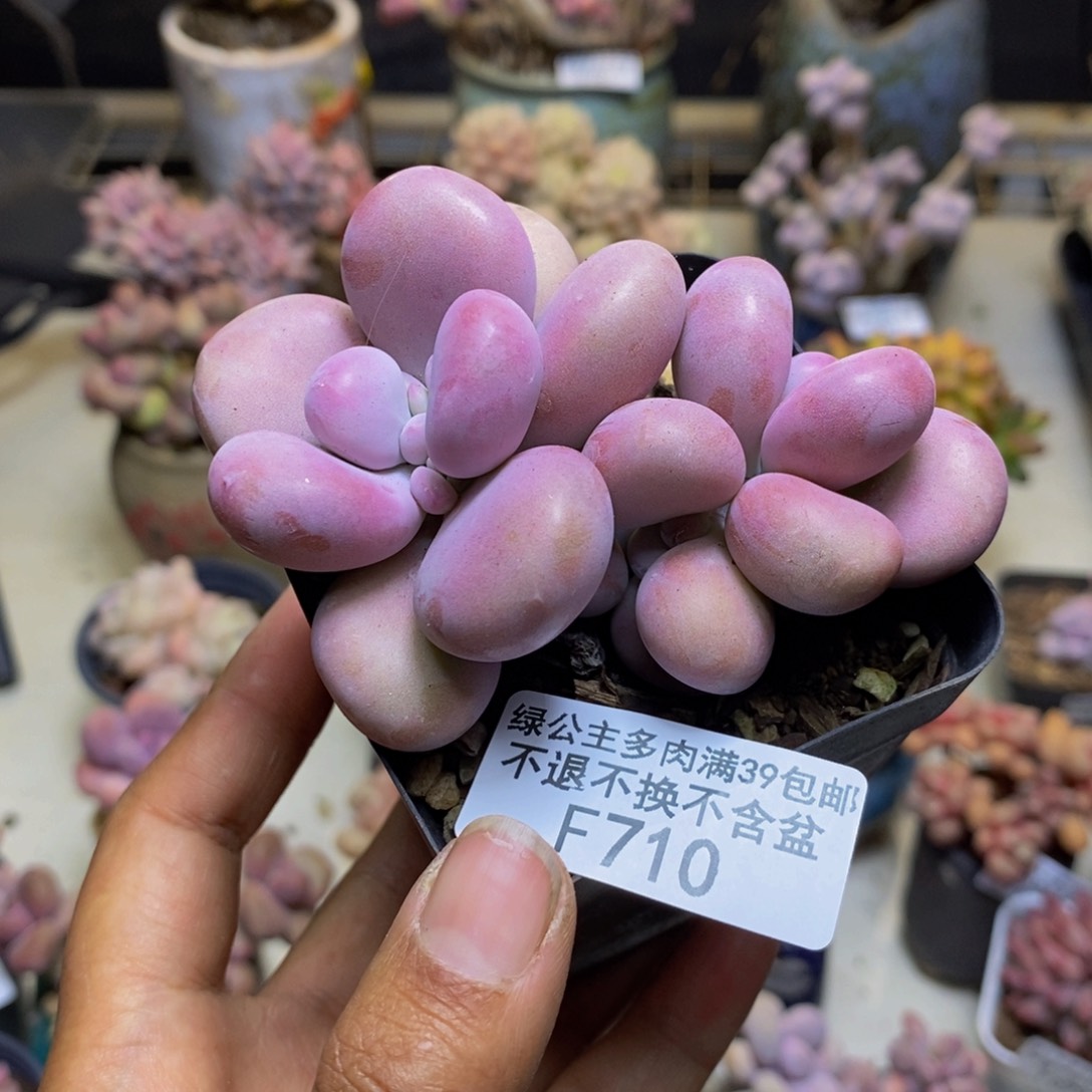 710腰子桃蛋多肉7cm