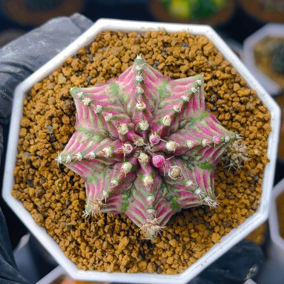 米哈洛维奇005 实生 肋骨海神4.5公分