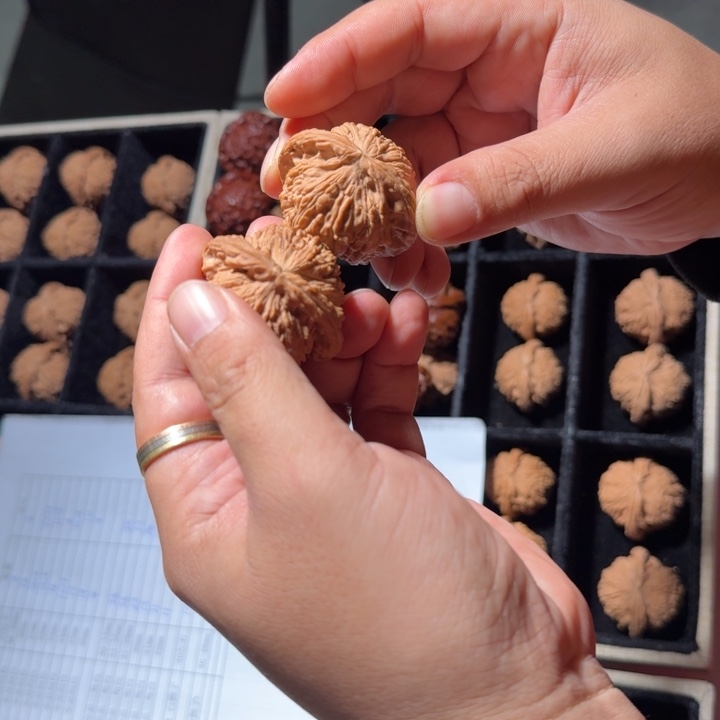 文玩核桃把件557号43mm全品白狮子