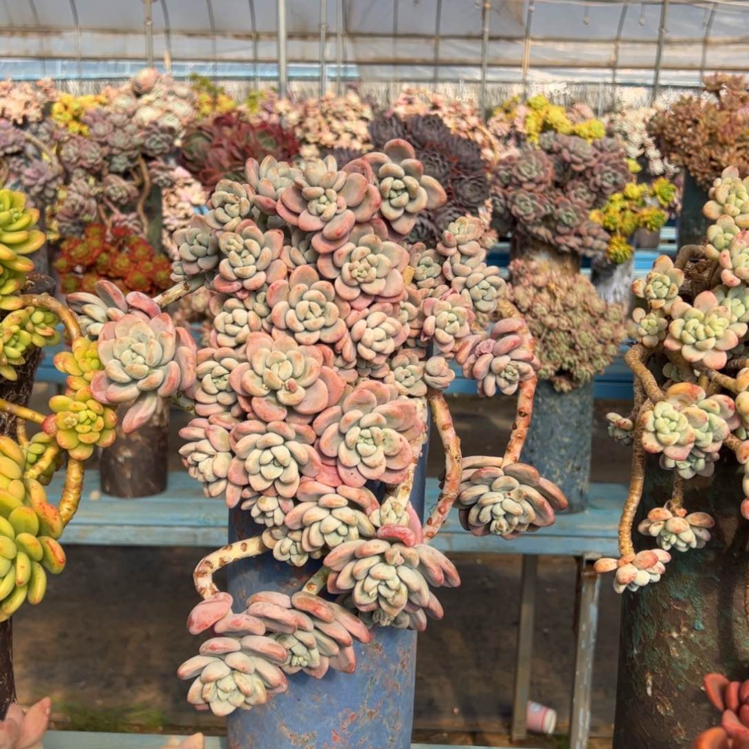 精品红洛神妖桩 裸根