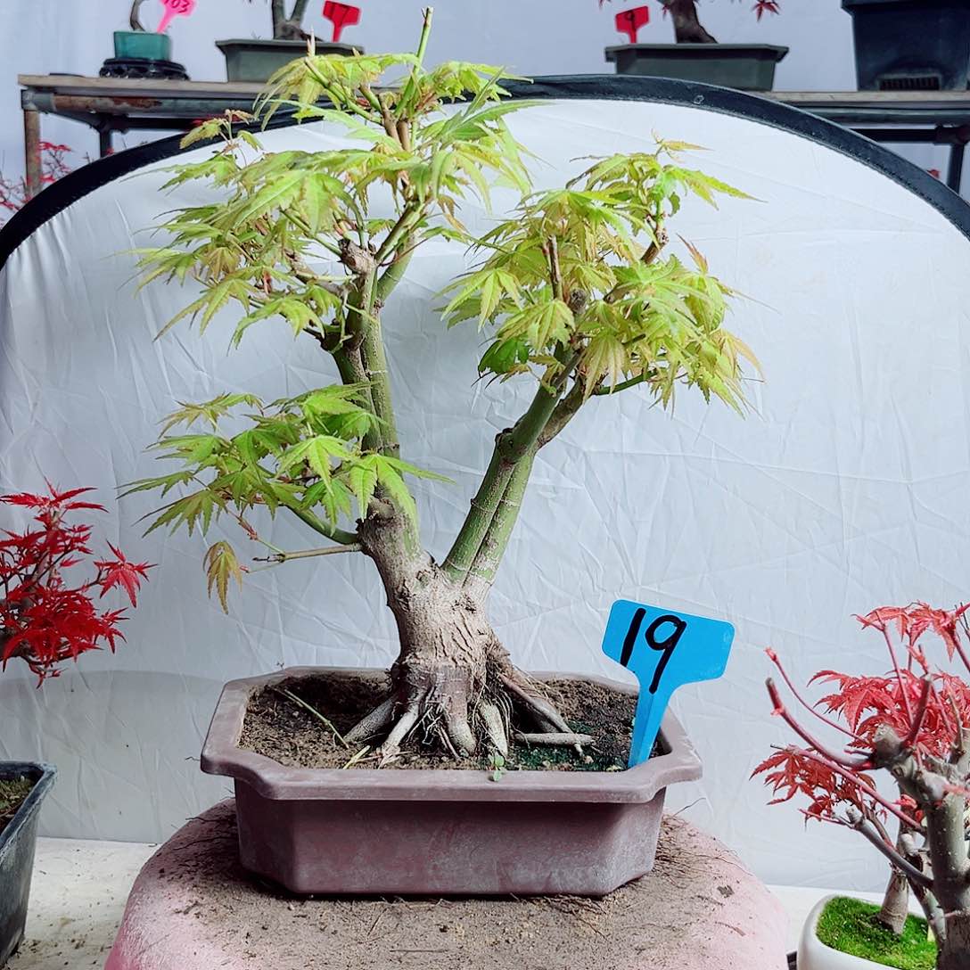 无花朵老桩黄金枫。 