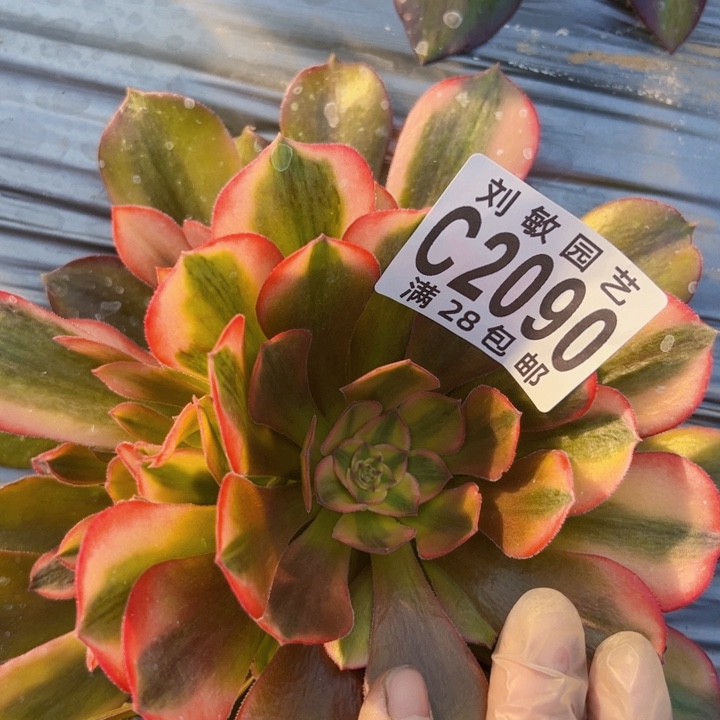 2090多肉植物法师法师