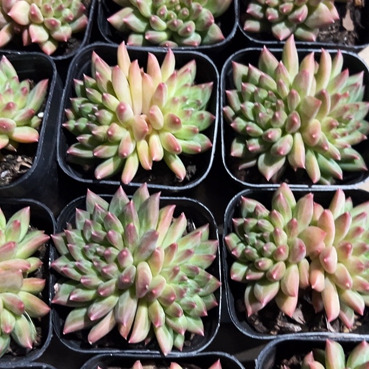 双头              甲骨文