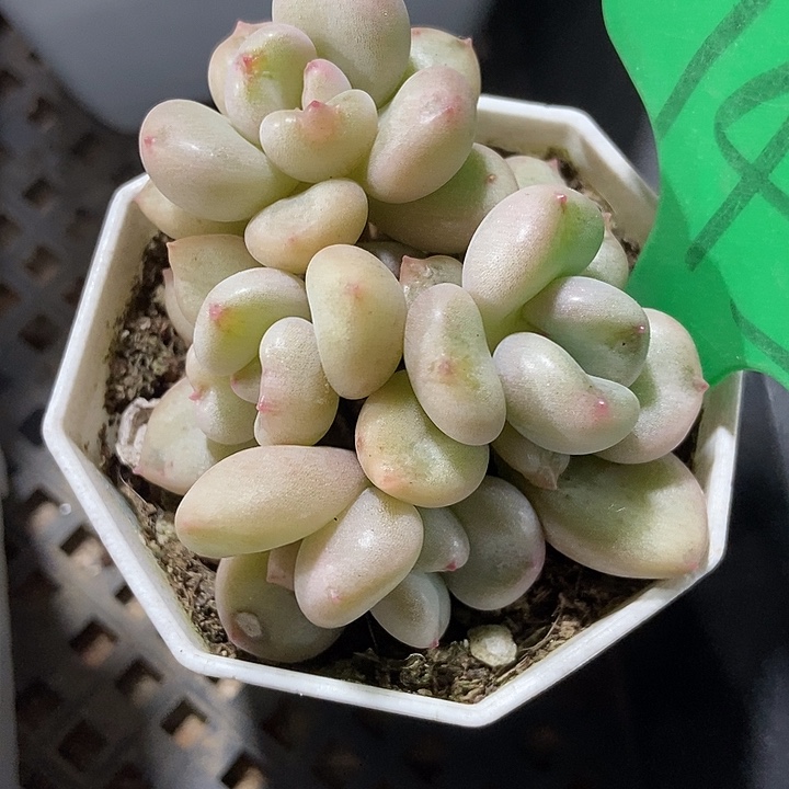 多肉植物比尔盖茨745