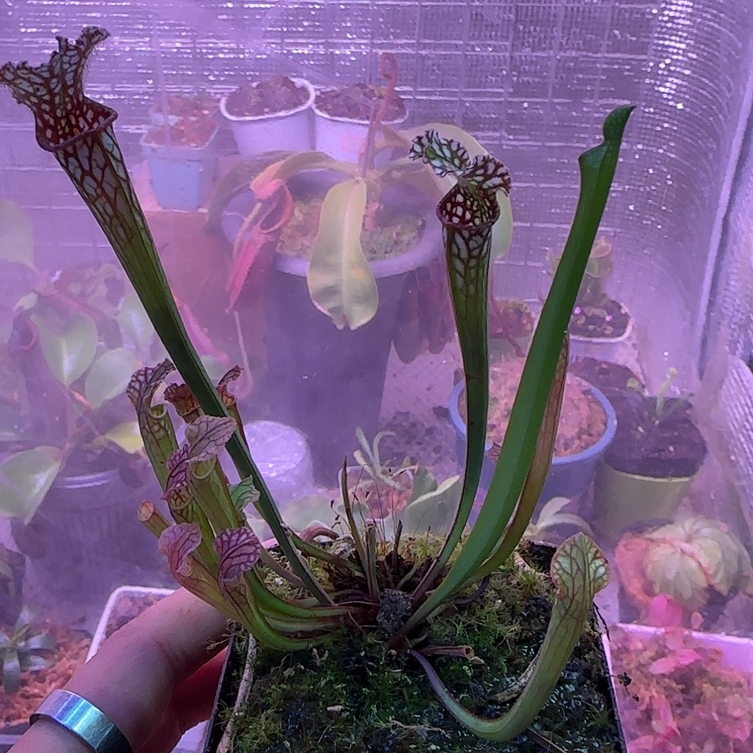 无花朵专拍瓶子草
