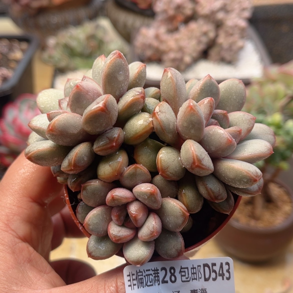 【闪购商品】543葡萄