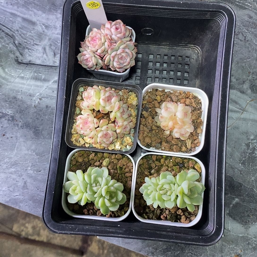 f***d185一筐5颗多肉植物