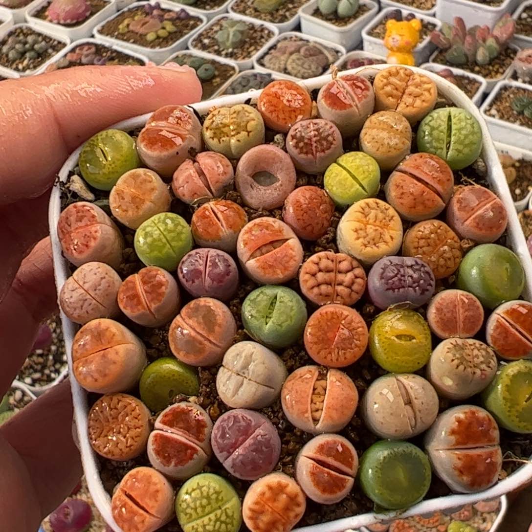 058多肉植物百科