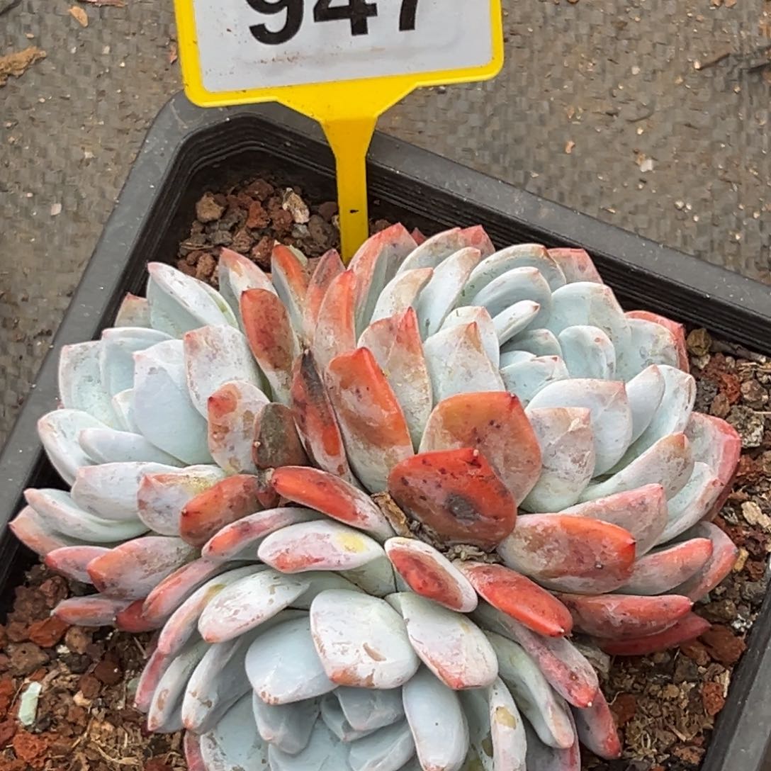多肉植物血橙群947