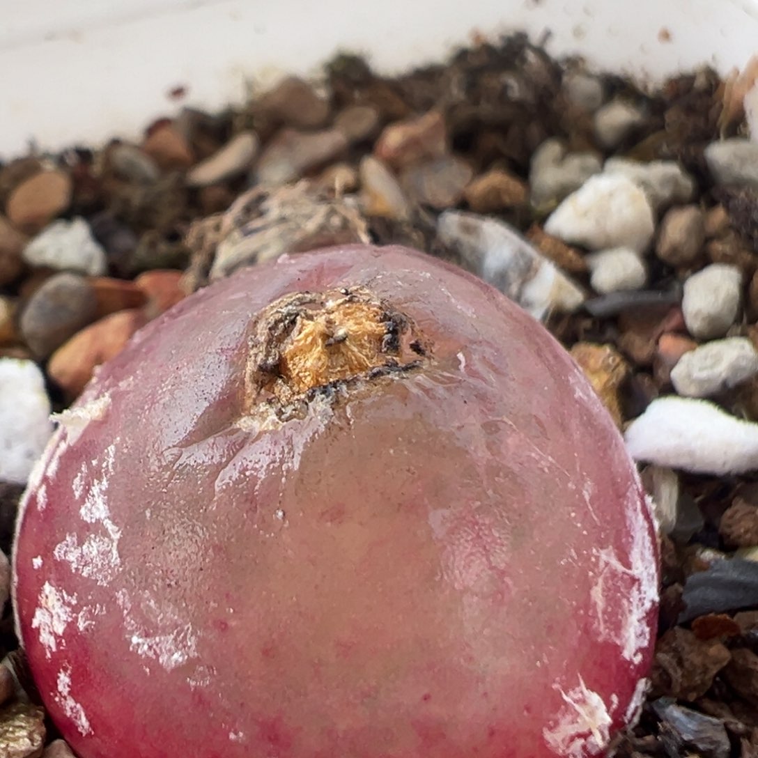 53多肉植物百科知识