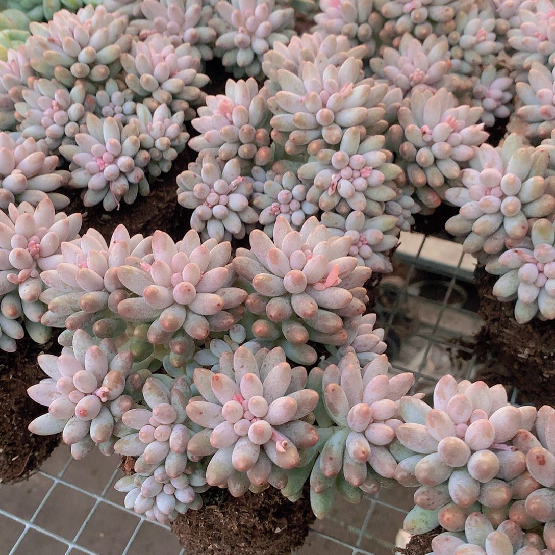 婴儿手指34667888999