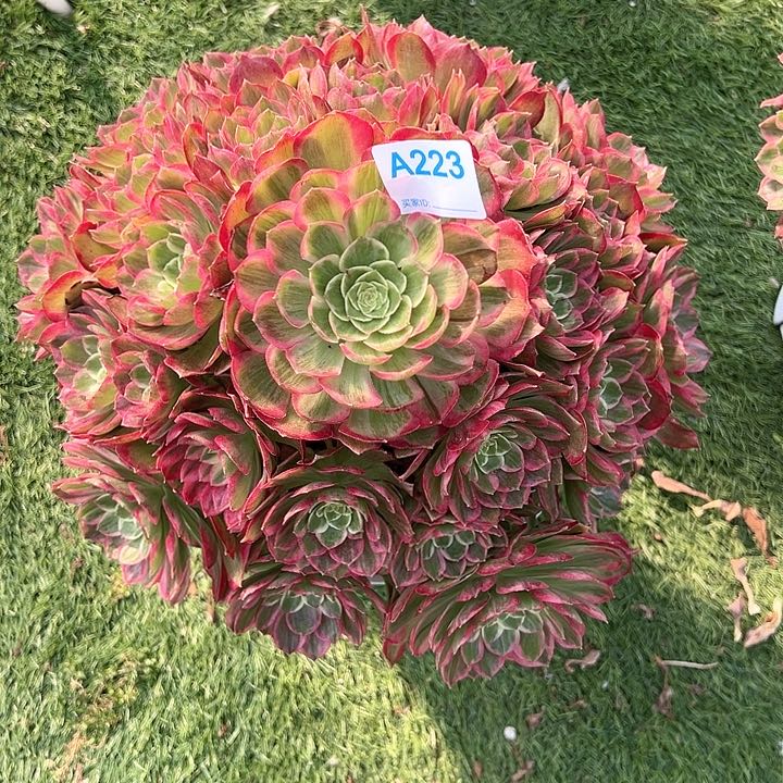 223水蜜桃多肉植物