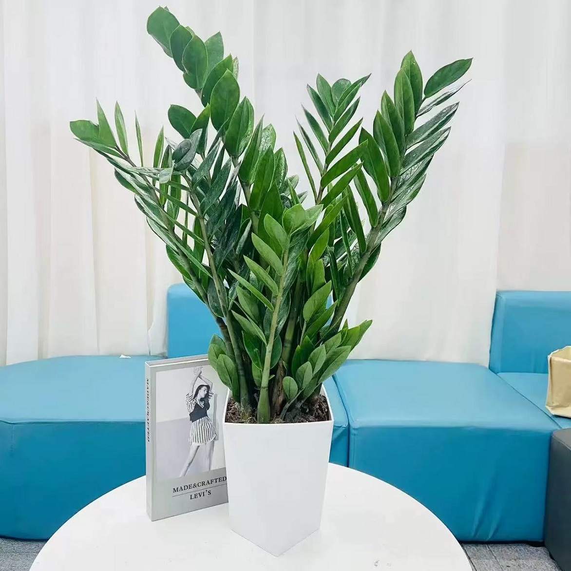 【基地直发】70 - 80公cm钱树盆栽客厅办公室净化空气四季常青绿植