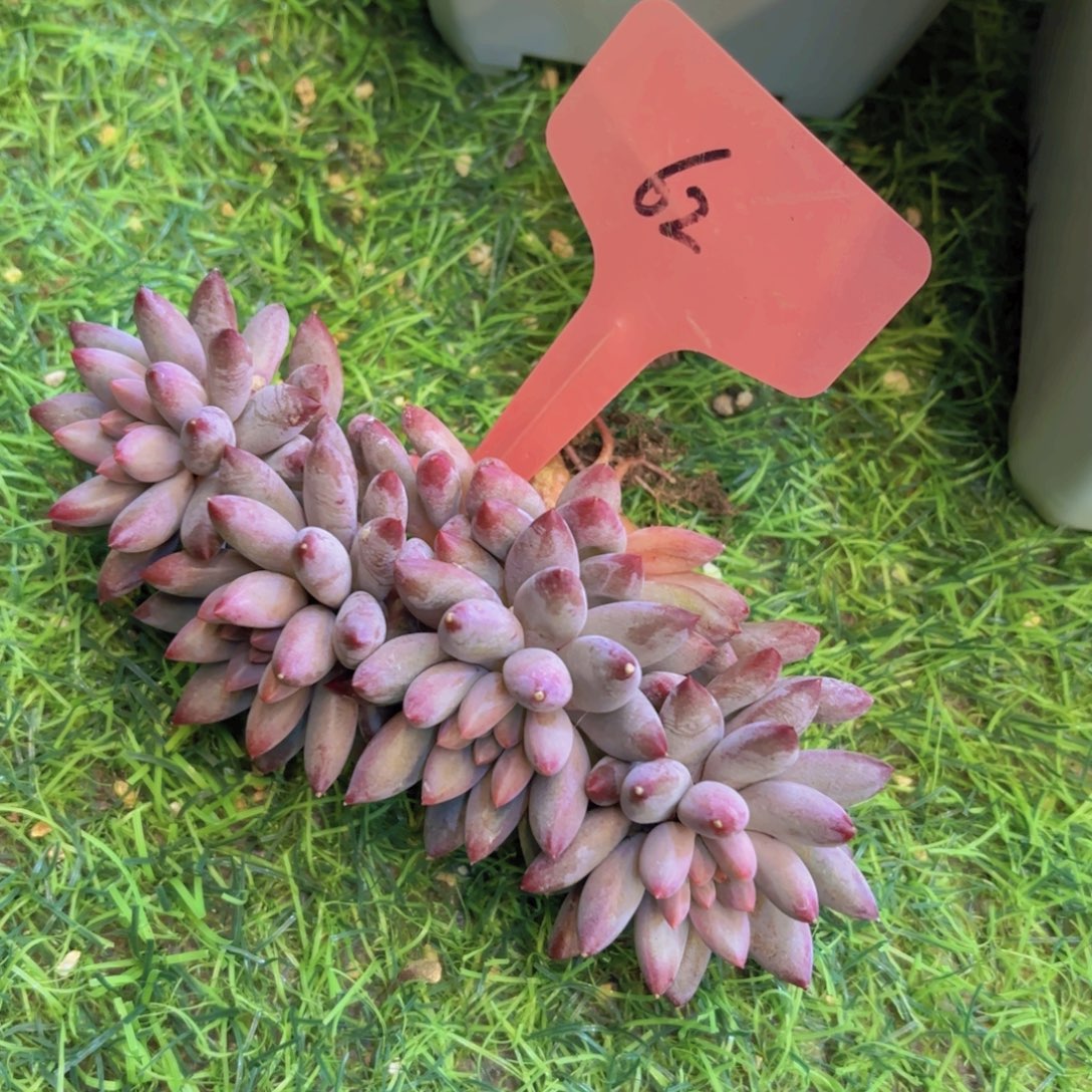 *****云南金致家精品多肉