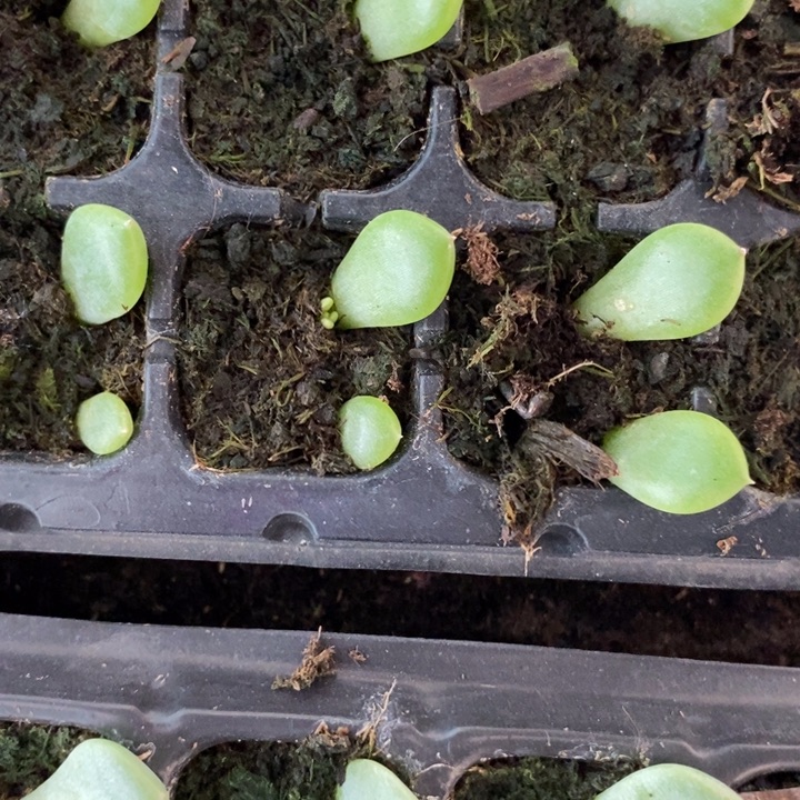 穴盘真棒芽苗一个多肉