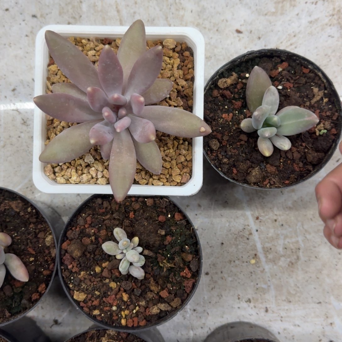 蓝色星球 叶插 一物一拍