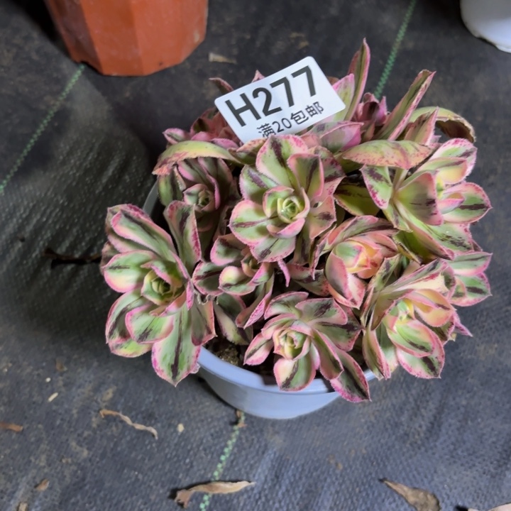 瑞妈多肉植物277