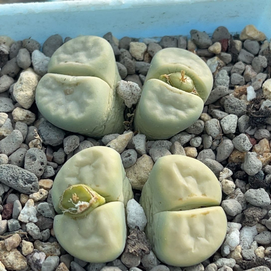 9423双头奶油两颗