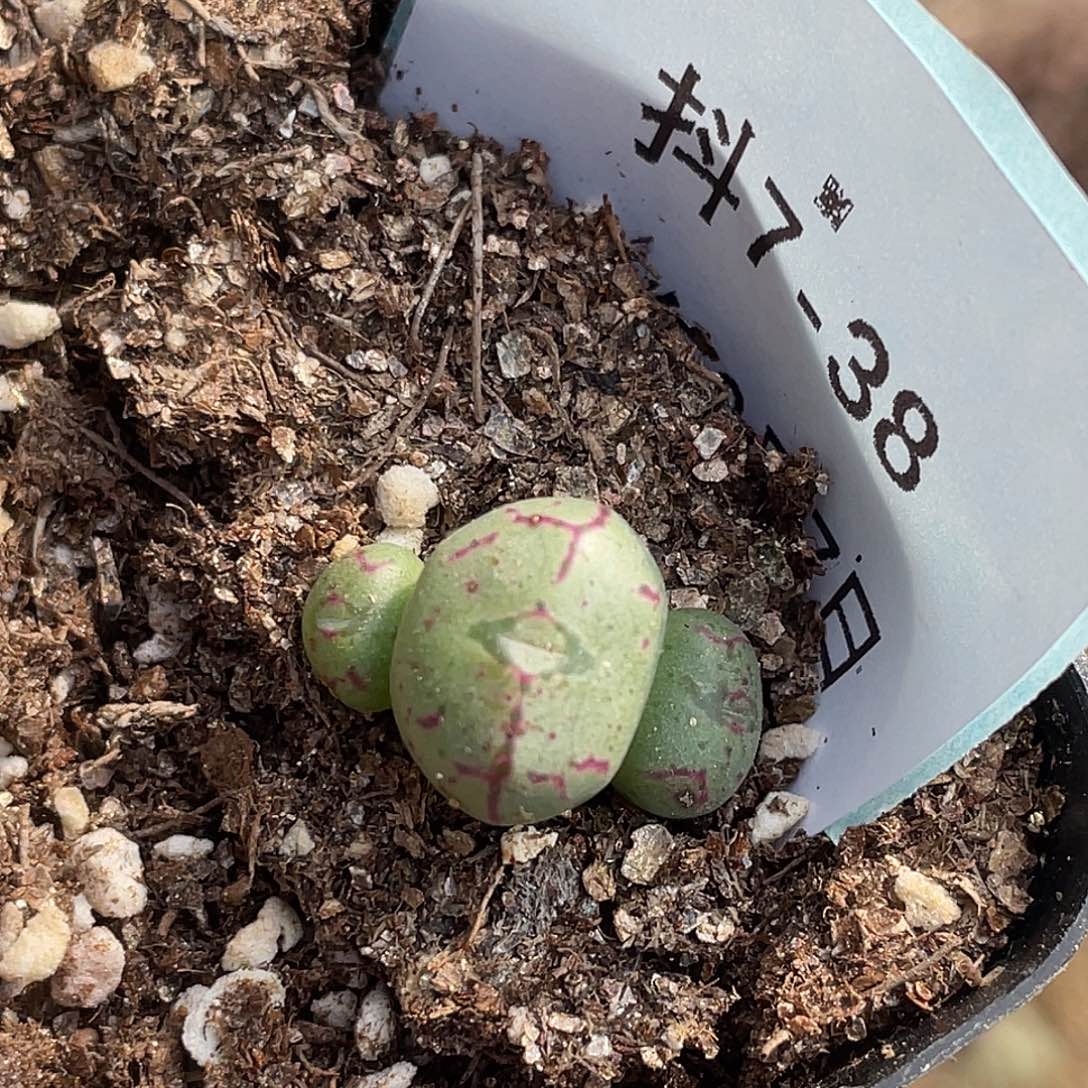 7-38肉锥多肉植物将杂