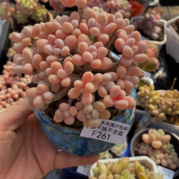 鱼子酱老桩10cm261多肉植物