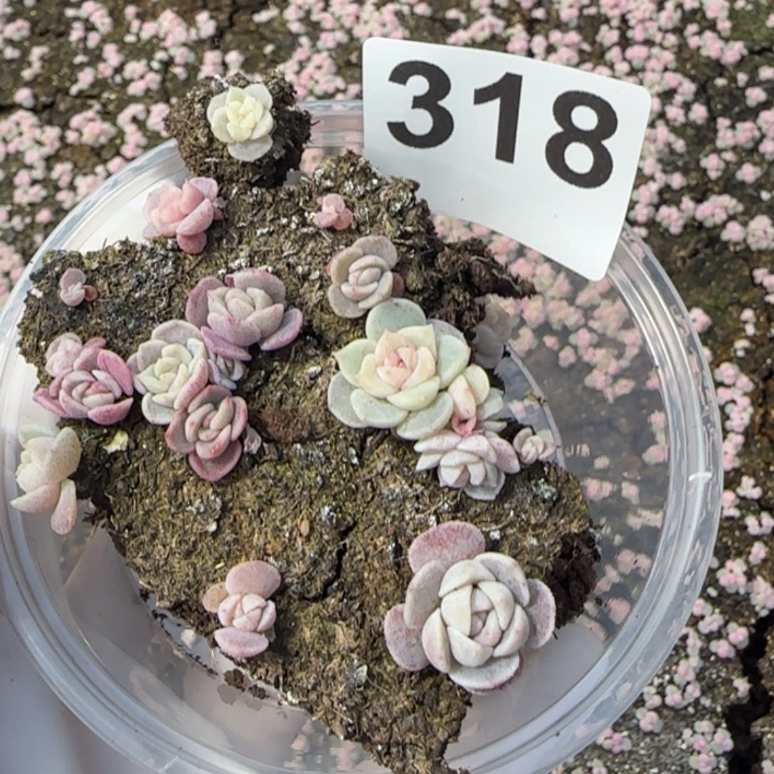 阿***。318 号王者系列多肉一盒