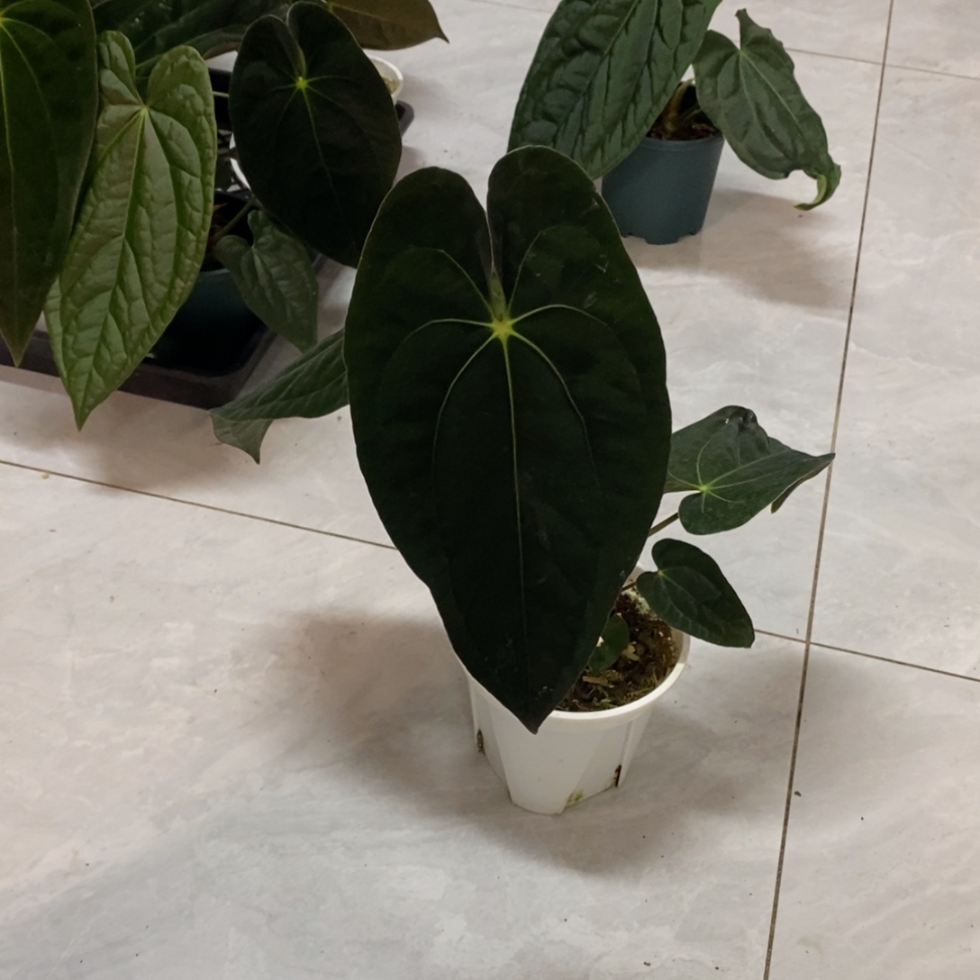 完全开放5 加通湖papi