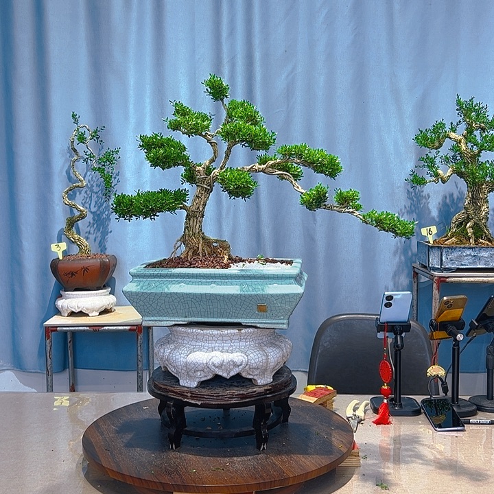 无花朵广东皱皮雀舌黄杨