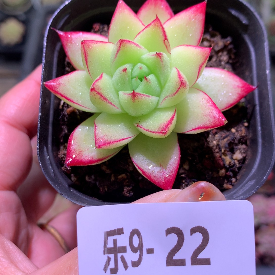 乐然 9-22 梦幻女王 