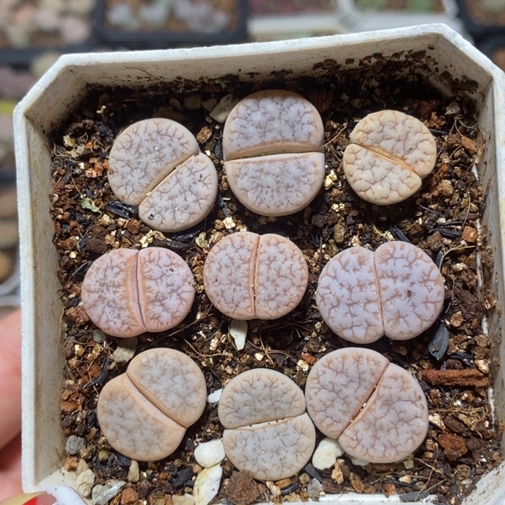 优选拿铁特价特价