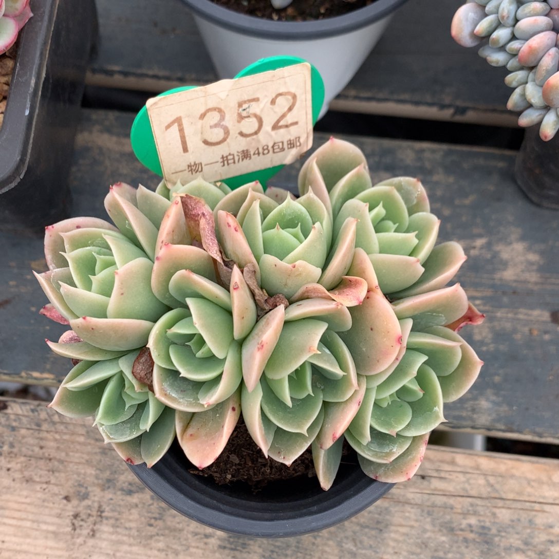 辛娜塔朵朵一物一拍1352