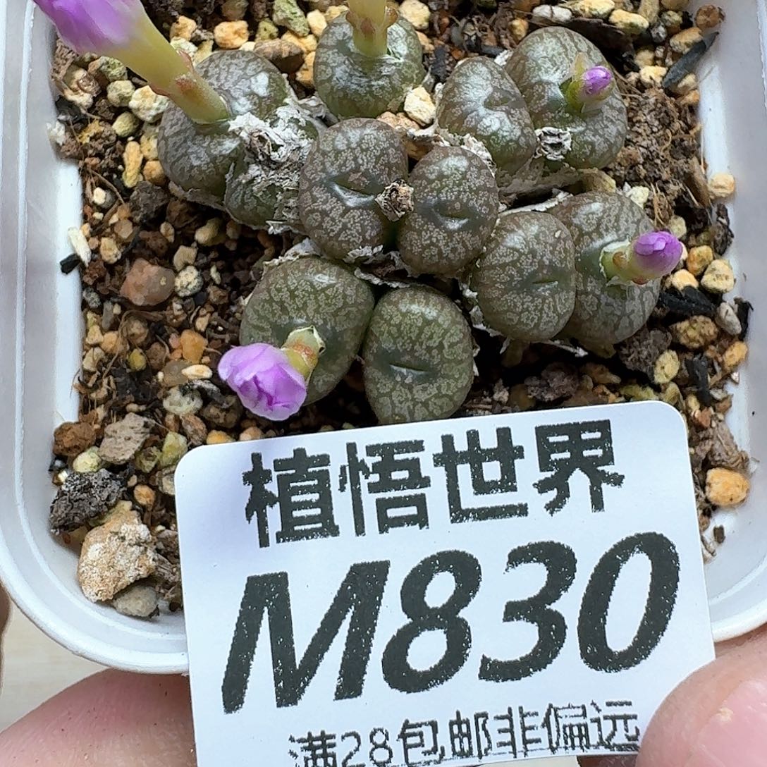 多肉植物的润泽地吃