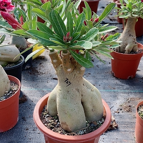 【闪购商品】无花朵天*