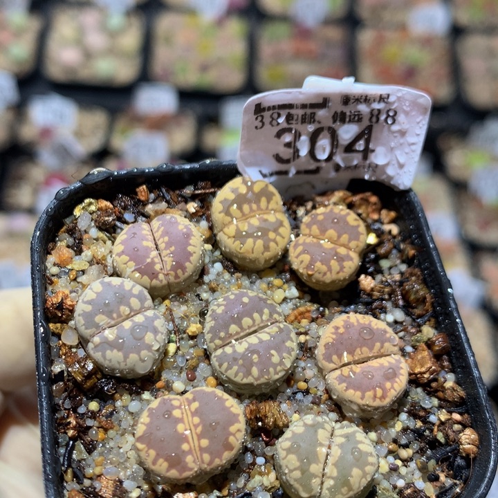 Zzzzz精品的肉肉304