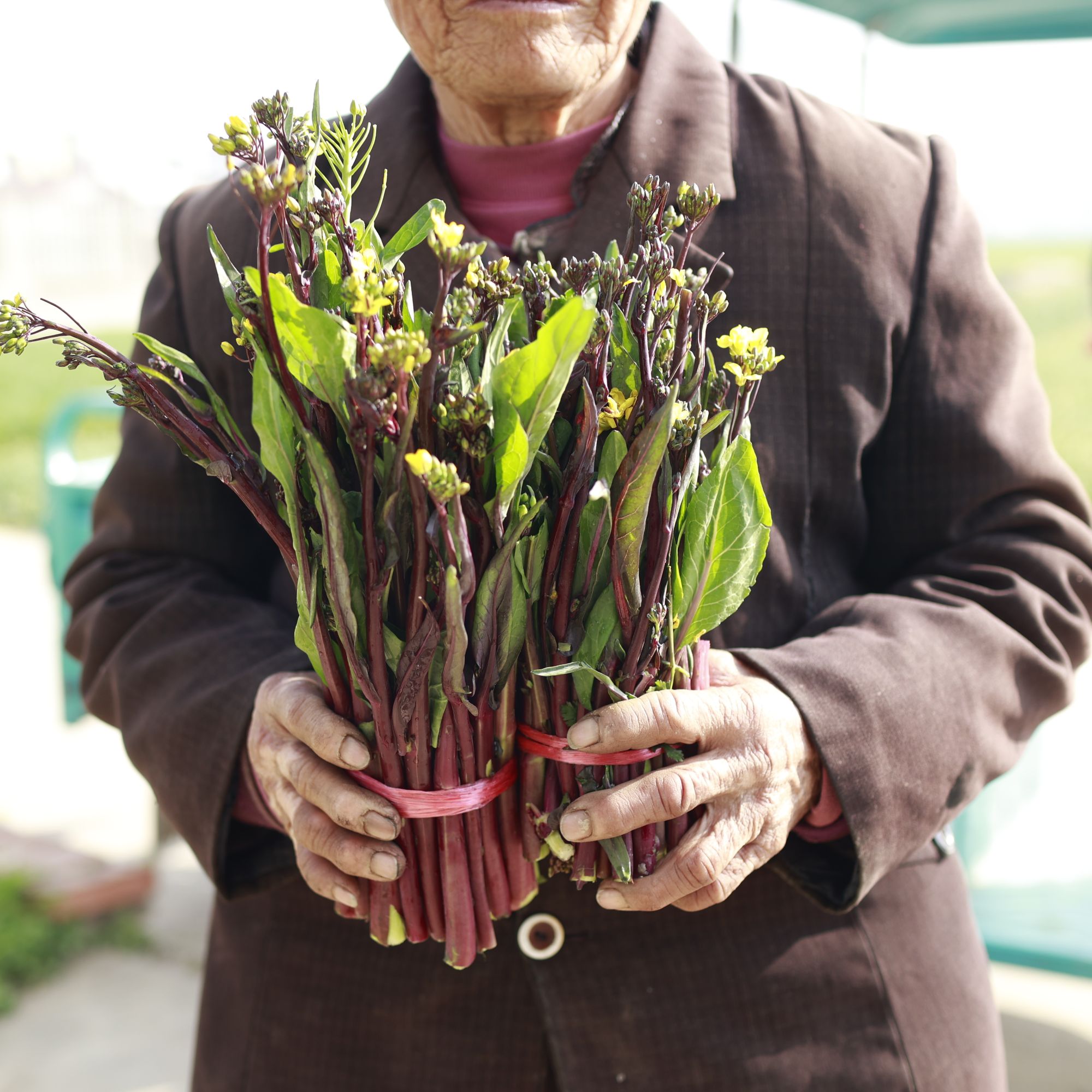 【泡沫箱+冰】红菜苔露天种植农家蔬菜菜苔红菜薹湖北特产