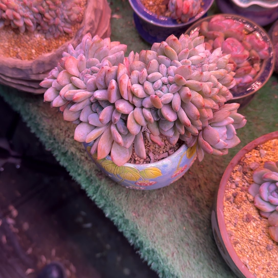 星影缀化树无砍多肉