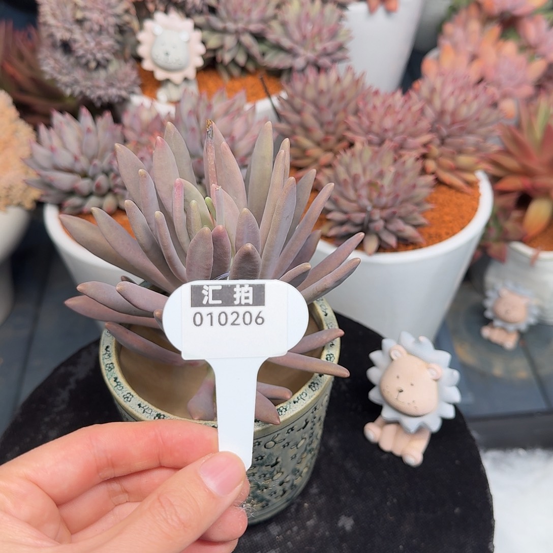 精品多肉植物010206