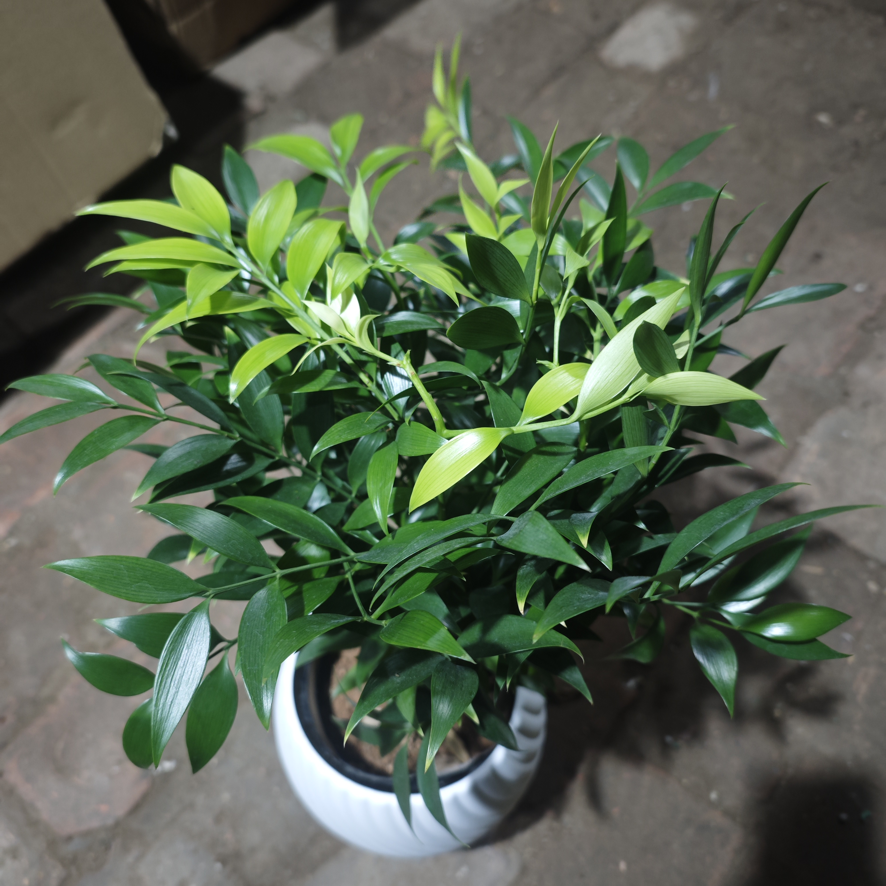 带盆长寿竹竹柏盆栽室内盆栽