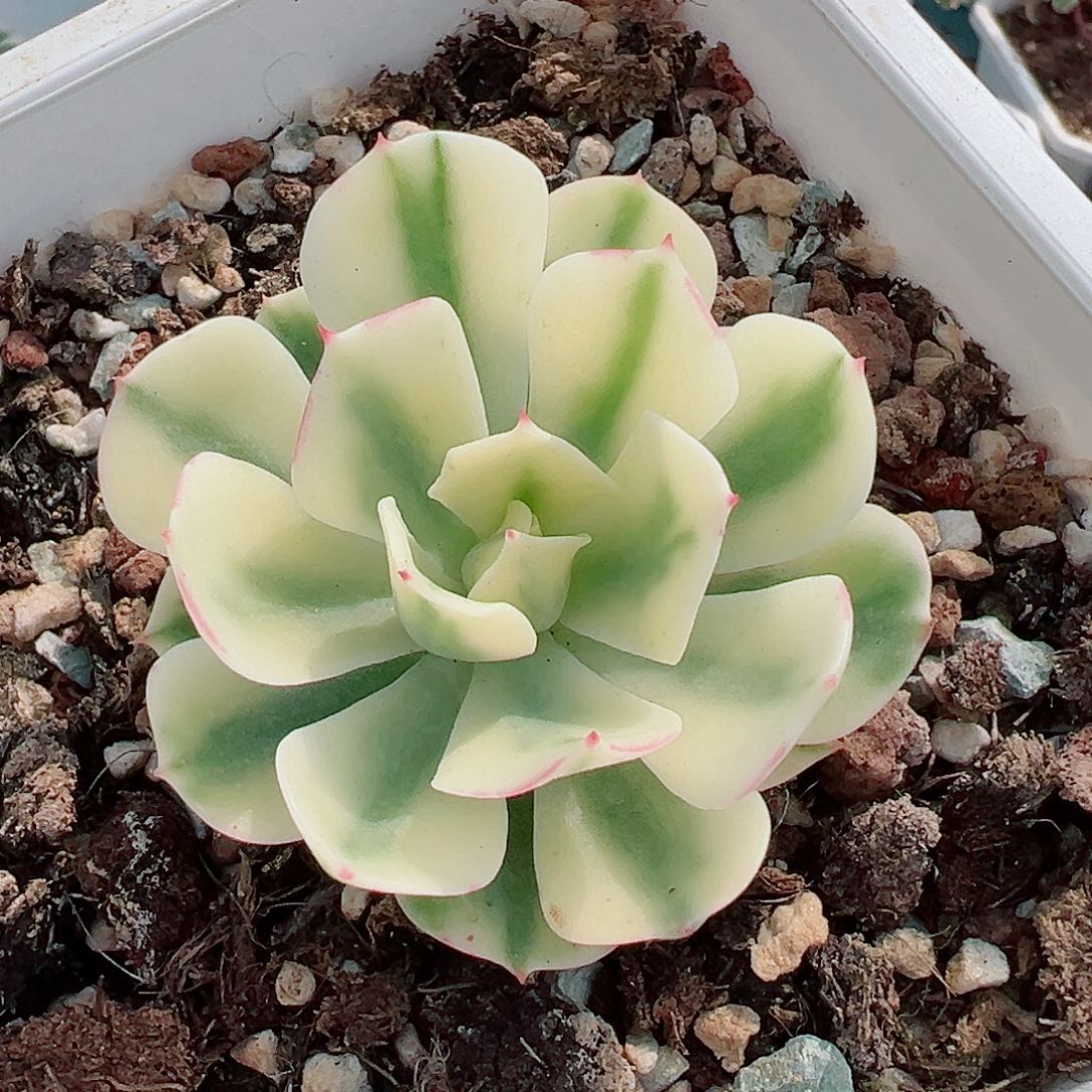 海啸锦，覆轮锦多肉植物