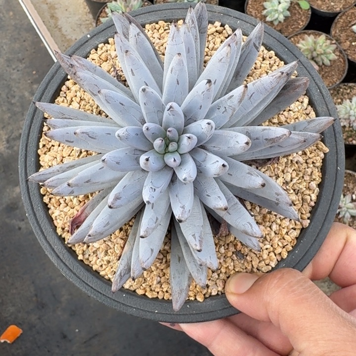 魔爪 单头  一物一拍