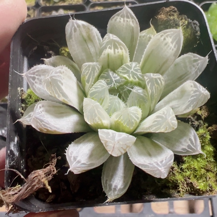 白斑玉露精品多肉植物