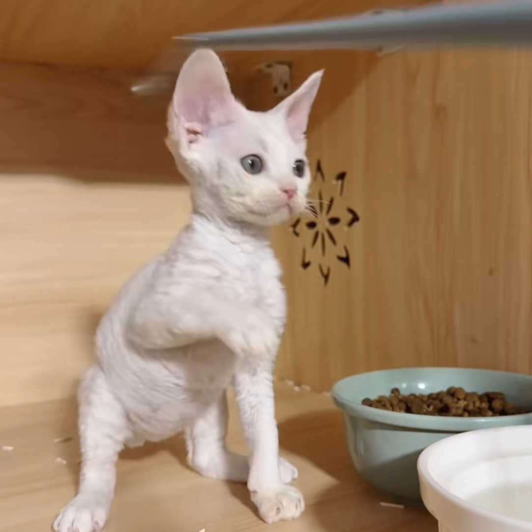 纯白德文弟弟超甜德文卷毛猫活体