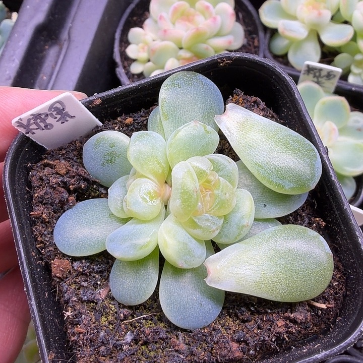 徐***洲糖果双头5公分盆口