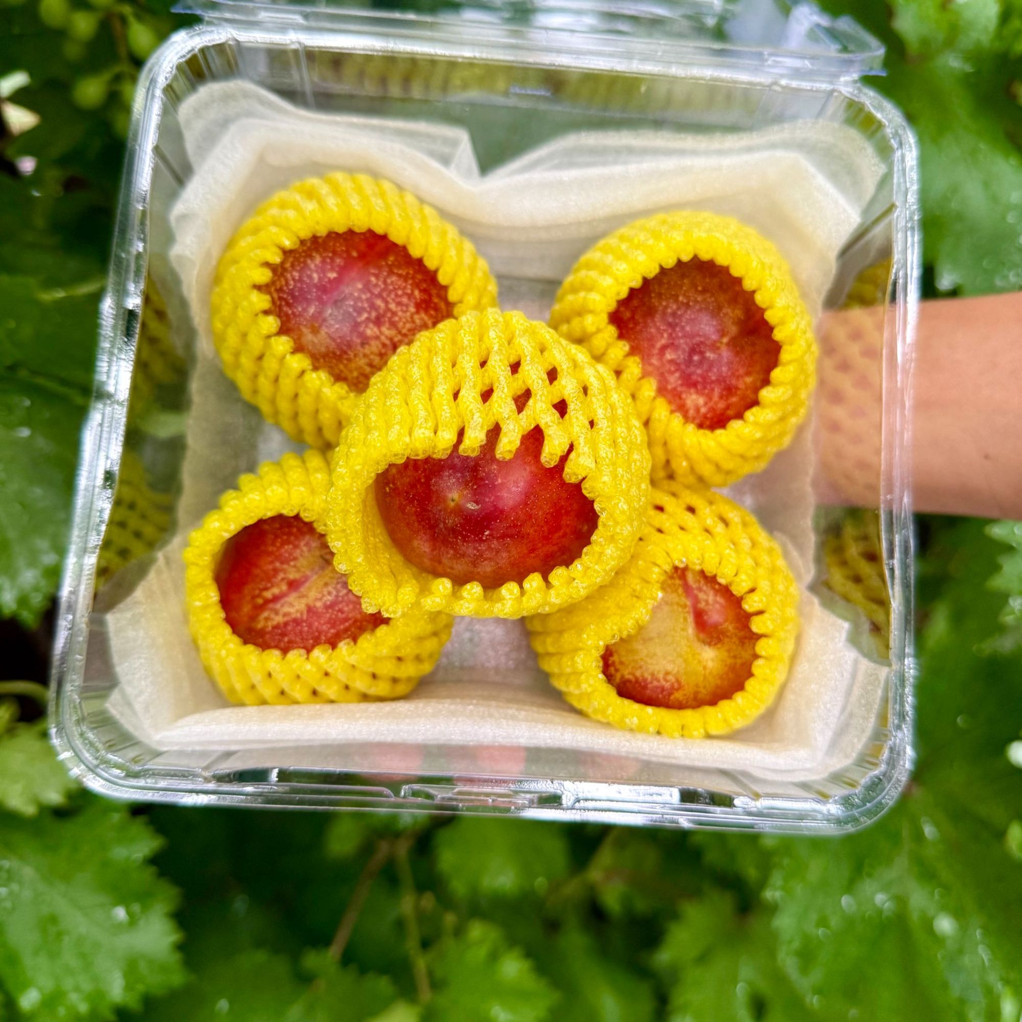 【顺丰京东到家】甜口黄心麻脸油桃当季新鲜水果桃子山西省